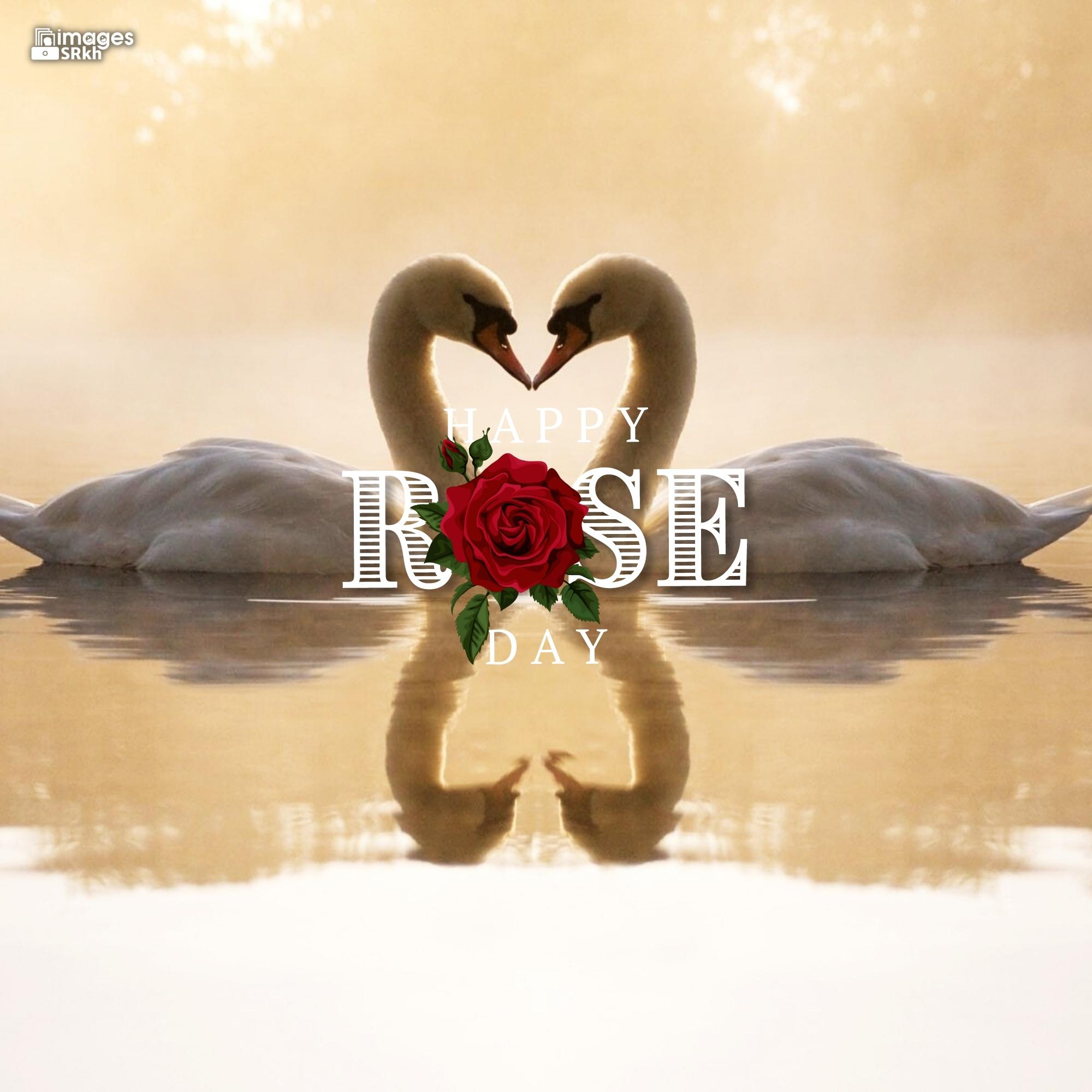 Romantic Rose Day Images Hd Download (19)